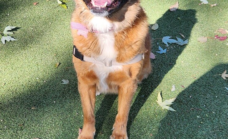 Glen Oaks Village Enchanted Forest Dog Park - Private - Glen Oaks, NY