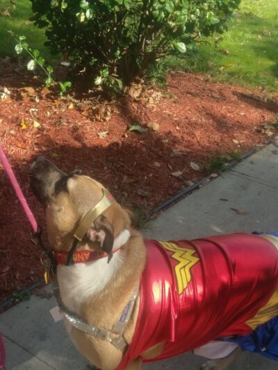 Glen Oaks Village Enchanted Forest Dog Park - Private - Glen Oaks, NY