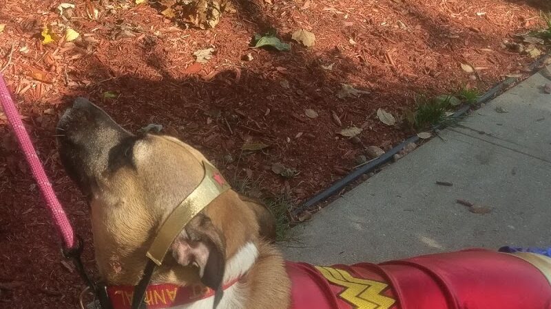 Glen Oaks Village Enchanted Forest Dog Park - Private - Glen Oaks, NY