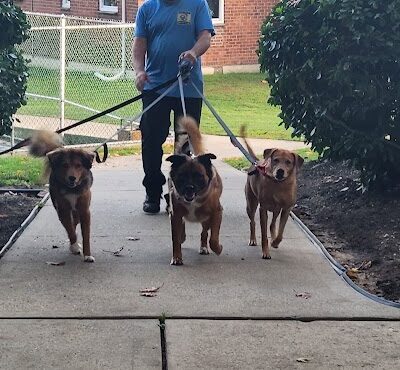 Glen Oaks Village Enchanted Forest Dog Park - Private - Glen Oaks, NY