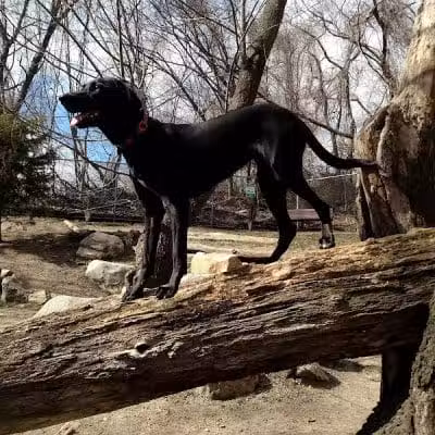 Glen Oaks Village Enchanted Forest Dog Park - Private - Glen Oaks, NY