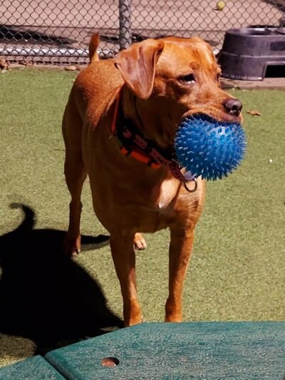 Glen Oaks Village Enchanted Forest Dog Park - Private - Glen Oaks, NY