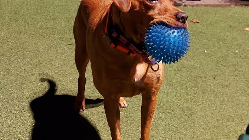 Glen Oaks Village Enchanted Forest Dog Park - Private - Glen Oaks, NY