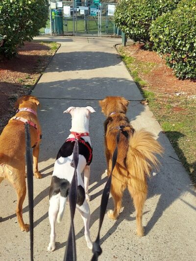 Glen Oaks Village Enchanted Forest Dog Park - Private - Glen Oaks, NY