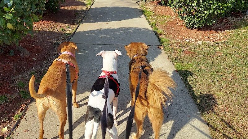 Glen Oaks Village Enchanted Forest Dog Park - Private - Glen Oaks, NY