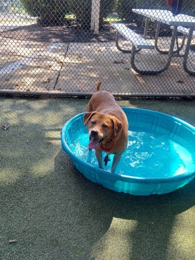 Glen Oaks Village Enchanted Forest Dog Park - Private - Glen Oaks, NY