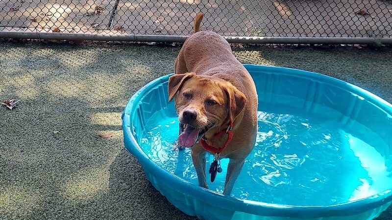 Glen Oaks Village Enchanted Forest Dog Park - Private - Glen Oaks, NY