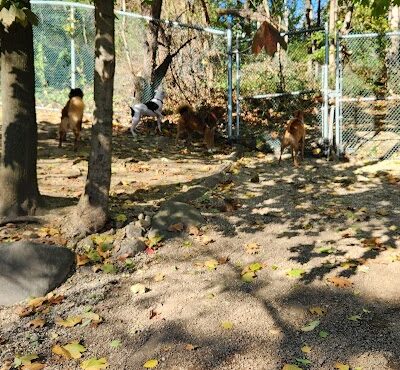 Glen Oaks Village Enchanted Forest Dog Park - Private - Glen Oaks, NY