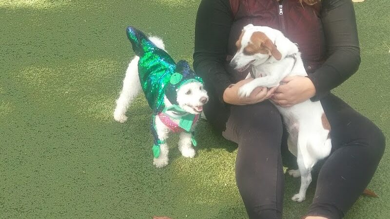 Glen Oaks Village Enchanted Forest Dog Park - Private - Glen Oaks, NY