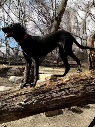 Glen Oaks Village Enchanted Forest Dog Park - Private - Glen Oaks, NY