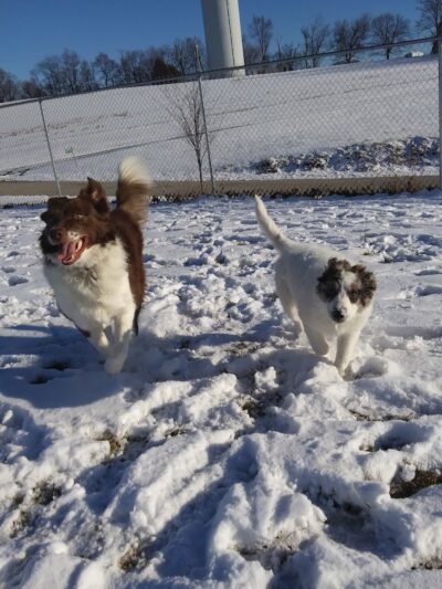 Glen Rock Dog Park - Glen Rock, PA