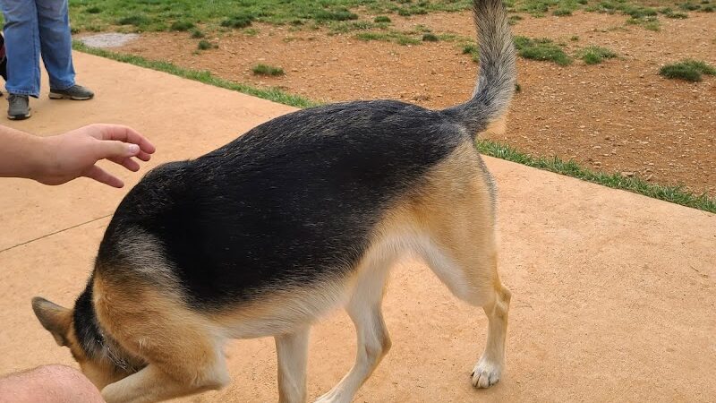 Glen Rock Dog Park - Glen Rock, PA