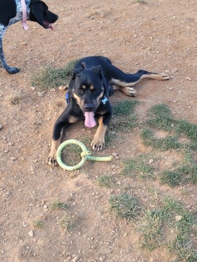 Glen Rock Dog Park - Glen Rock, PA