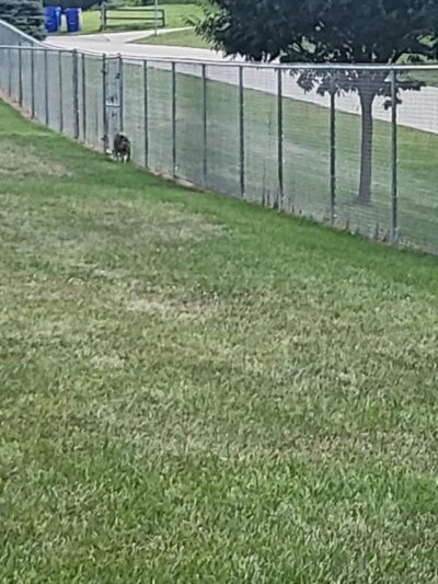 Glen Rock Dog Park - Glen Rock, PA