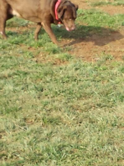 Glen Rock Dog Park - Glen Rock, PA