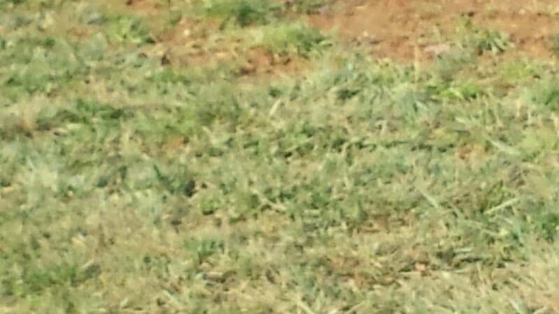 Glen Rock Dog Park - Glen Rock, PA