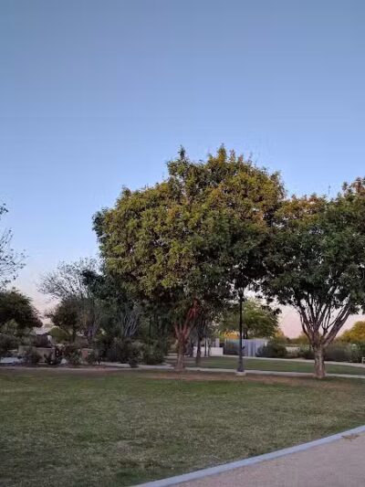 Elsie McCarthy Sensory Garden - Glendale, AZ
