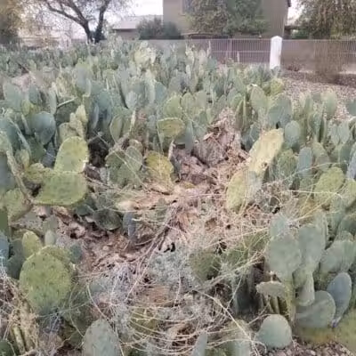 Elsie McCarthy Sensory Garden - Glendale, AZ