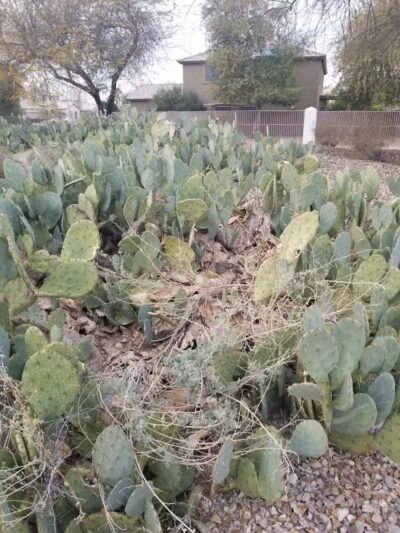 Elsie McCarthy Sensory Garden - Glendale, AZ