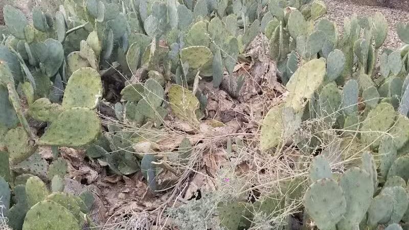 Elsie McCarthy Sensory Garden - Glendale, AZ