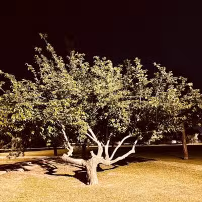 Mondo Park - Glendale, AZ