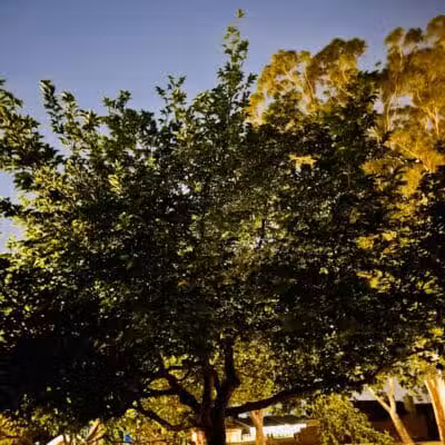 Mondo Park - Glendale, AZ