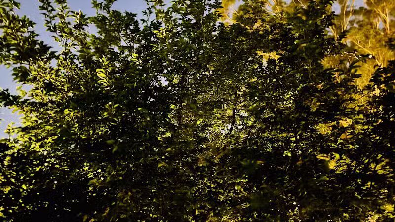 Mondo Park - Glendale, AZ