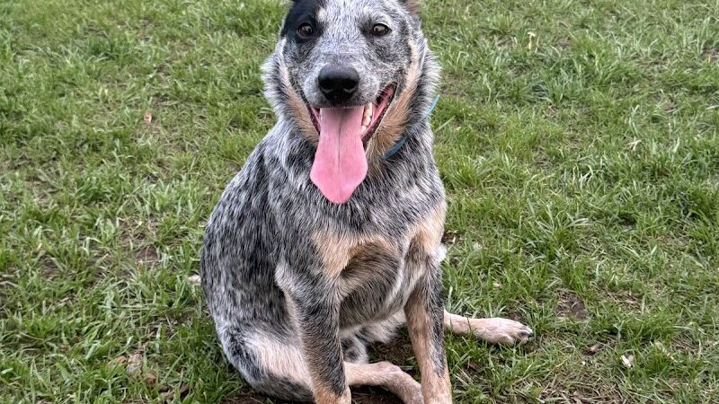 Ridge Street Dogpark - Glens Falls, NY