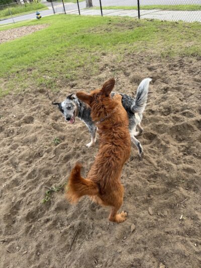 Ridge Street Dogpark - Glens Falls, NY