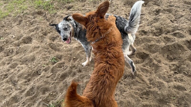 Ridge Street Dogpark - Glens Falls, NY