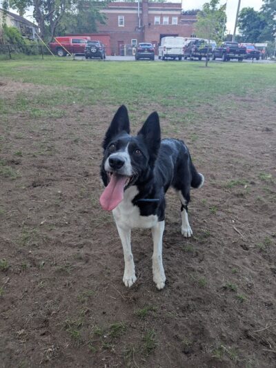 Ridge Street Dogpark - Glens Falls, NY