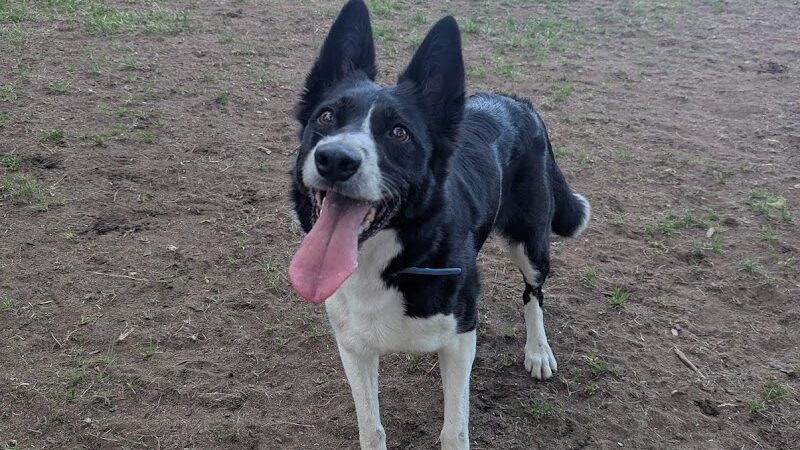 Ridge Street Dogpark - Glens Falls, NY