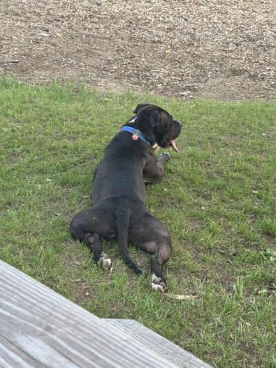 Ridge Street Dogpark - Glens Falls, NY