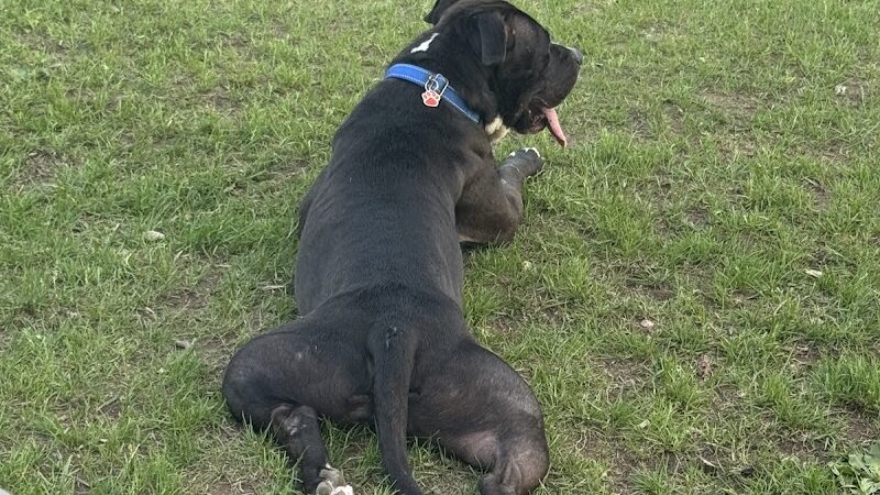 Ridge Street Dogpark - Glens Falls, NY