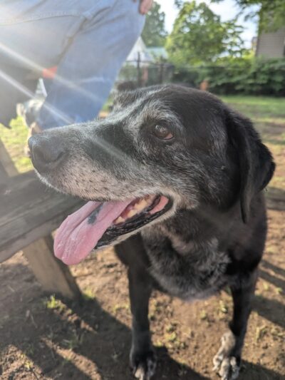 Ridge Street Dogpark - Glens Falls, NY