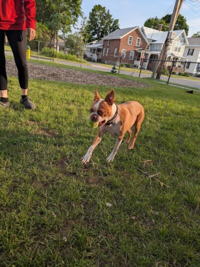 Ridge Street Dogpark - Glens Falls, NY