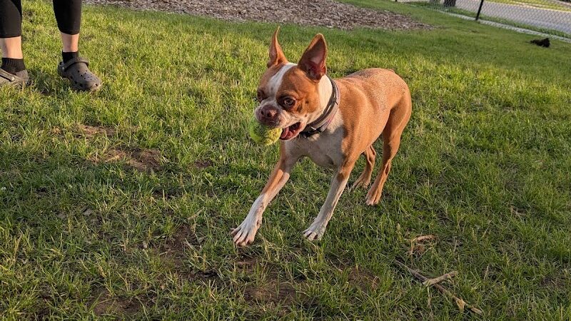 Ridge Street Dogpark - Glens Falls, NY