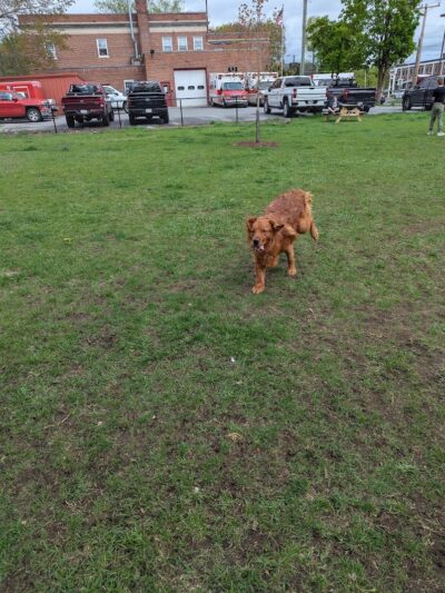 Ridge Street Dogpark - Glens Falls, NY