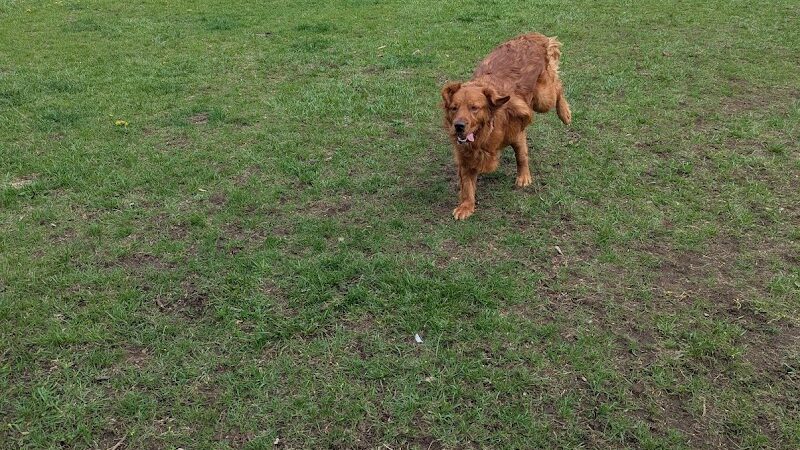 Ridge Street Dogpark - Glens Falls, NY