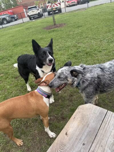 Ridge Street Dogpark - Glens Falls, NY