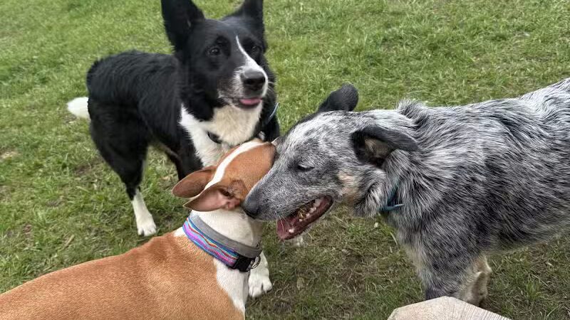 Ridge Street Dogpark - Glens Falls, NY