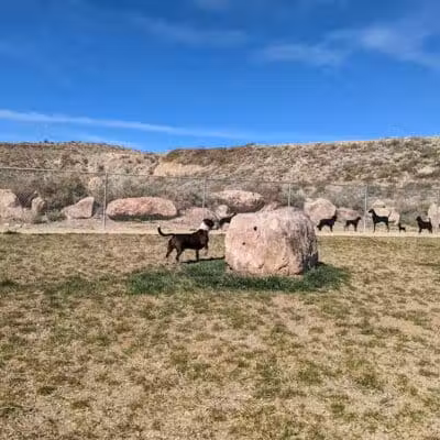Dog Park - Globe, AZ
