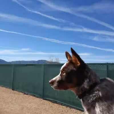 Dog Park - Globe, AZ