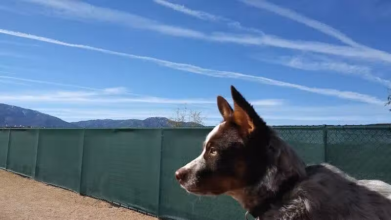 Dog Park - Globe, AZ