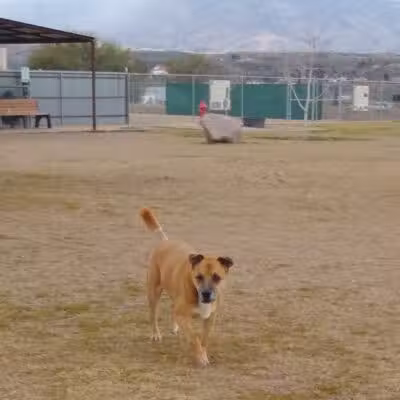 Dog Park - Globe, AZ