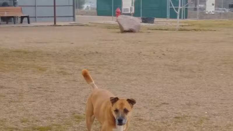 Dog Park - Globe, AZ