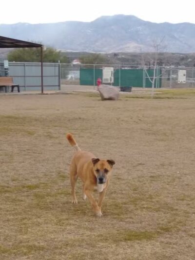 Dog Park - Globe, AZ