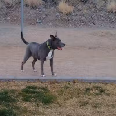 Dog Park - Globe, AZ