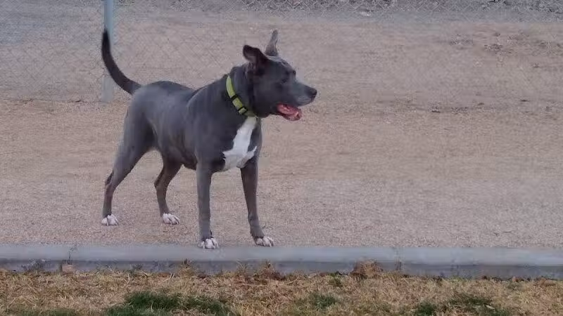 Dog Park - Globe, AZ