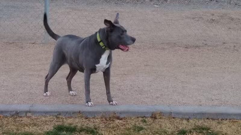 Dog Park - Globe, AZ